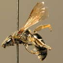 Lasioglossum sexmaculatum (Schenck 1853)的圖片