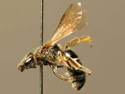 Lasioglossum sexmaculatum (Schenck 1853)的圖片