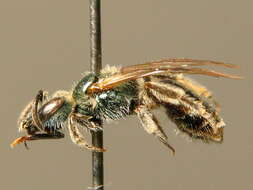 Слика од Lasioglossum smeathmanellum (Kirby 1802)