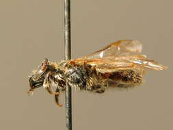 Lasioglossum tricinctum (Schenck 1874)的圖片