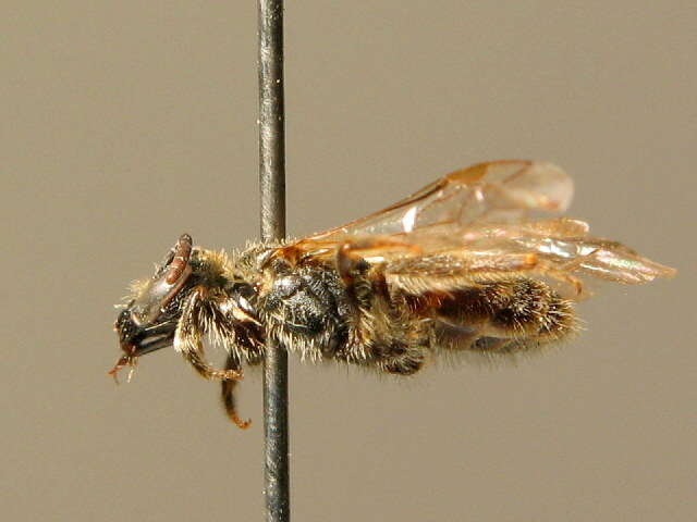 Lasioglossum tricinctum (Schenck 1874)的圖片