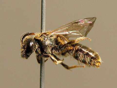 Image of <i>Lasioglossum villosulum</i> (Kirby 1802)