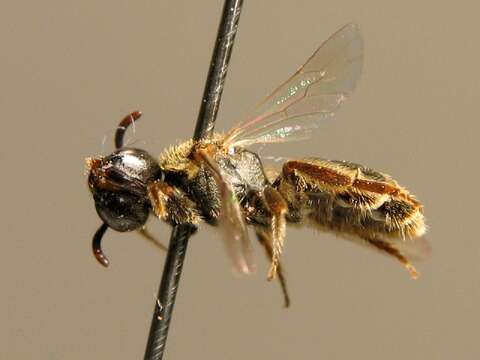 Lasioglossum sexstrigatum (Schenck 1870)的圖片