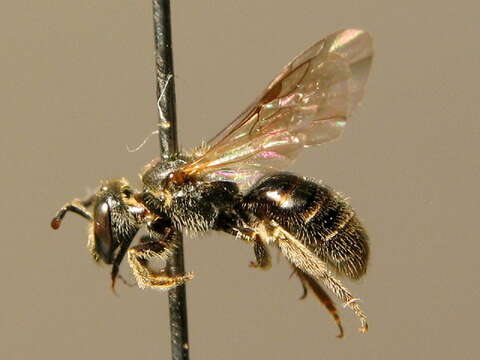 Image of Lasioglossum pleurospeculum Herrmann 2001