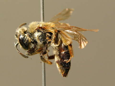 Image of Andrena confinis E. Stöckhert 1930