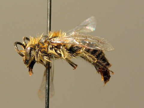 Image of Northern colletes