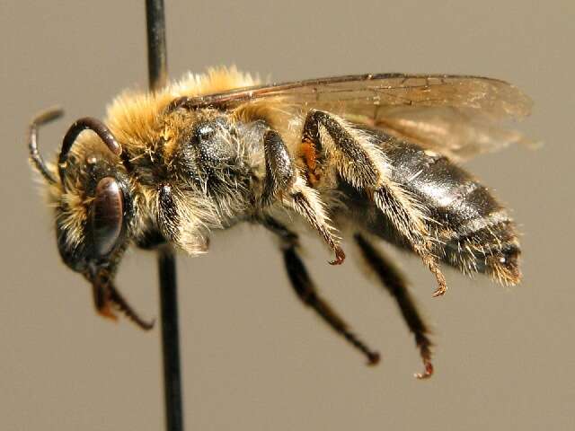 Image of Colletes impunctatus Nylander 1852