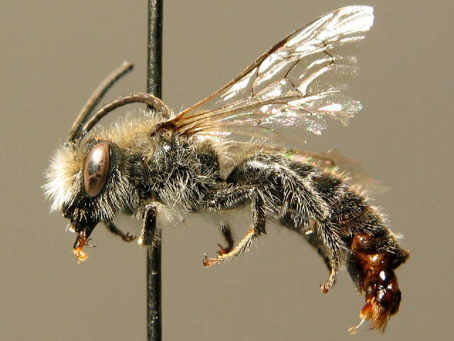 Image of Colletes impunctatus Nylander 1852