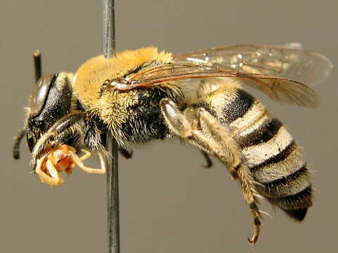 Image of Colletes hylaeiformis Eversmann 1852