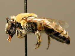 Image of Colletes hylaeiformis Eversmann 1852