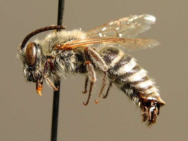 Image of Colletes hylaeiformis Eversmann 1852