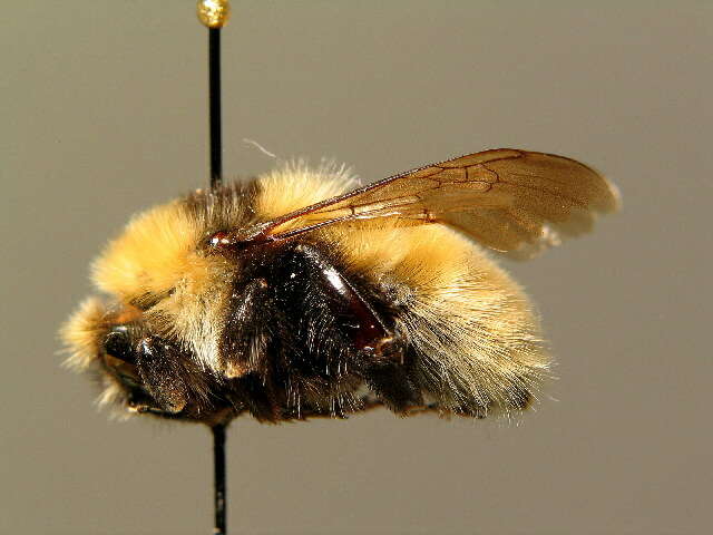 Image of Northern Yellow Bumble Bee