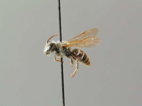 Image of Andrena decipiens Schenck 1861