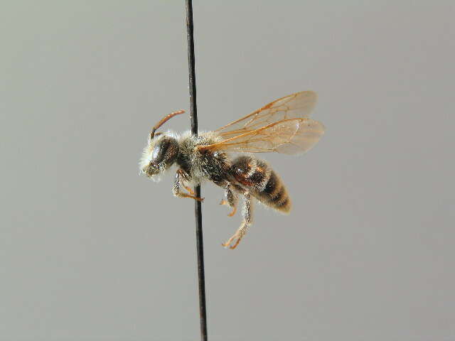 Image de Andrena decipiens Schenck 1861