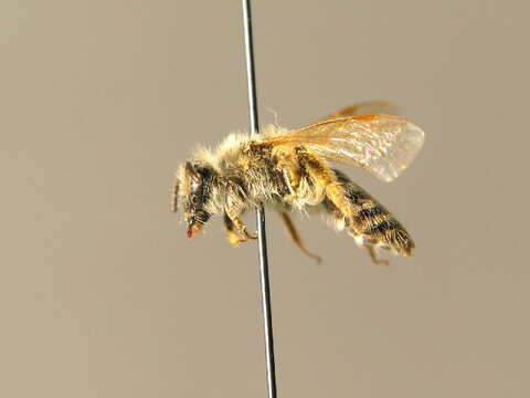 Image of Andrena sericata Imhoff 1868