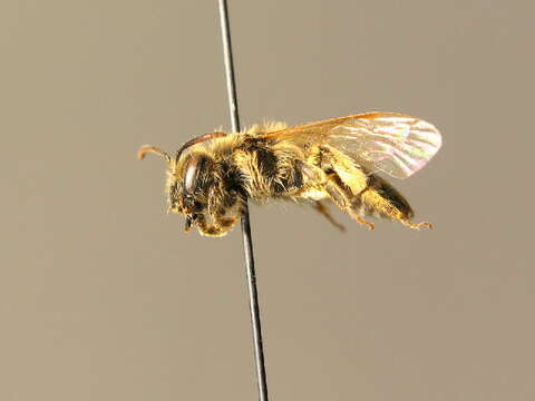 Image of Andrena sericata Imhoff 1868