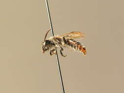 Image of Andrena nitidula Pérez 1903