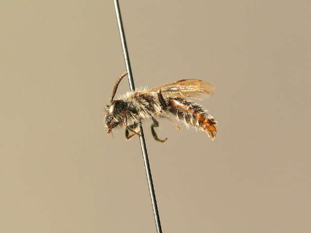 Image of Andrena nitidula Pérez 1903