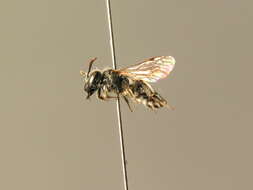 Image of Andrena falsifica Perkins 1915