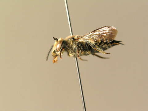 Image of Coelioxys mandibularis Nylander 1848