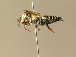 Coelioxys conoidea (Illiger 1806) resmi