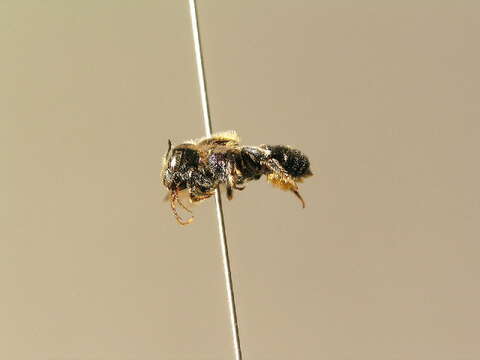 Image of Osmia versicolor Latreille 1811