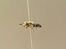 Osmia gallarum Spinola 1808的图像