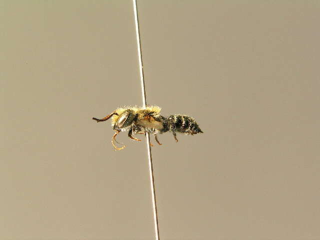 Osmia gallarum Spinola 1808的图像