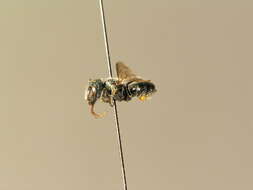 Osmia gallarum Spinola 1808的图像