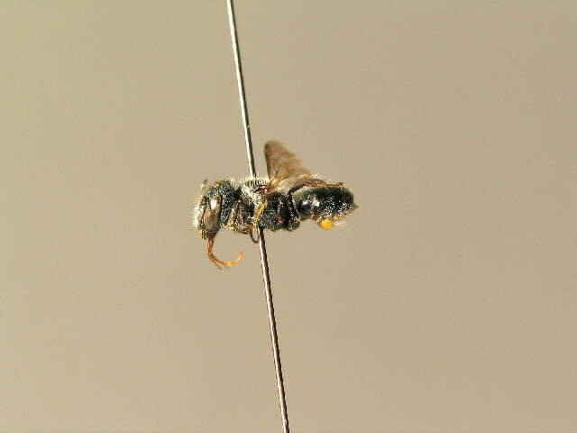 Osmia gallarum Spinola 1808的图像