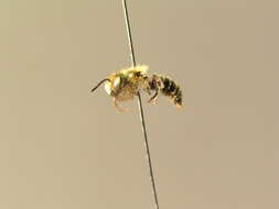 Osmia gallarum Spinola 1808的图像