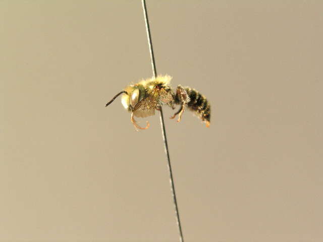 Osmia gallarum Spinola 1808的图像