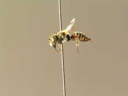 Osmia gallarum Spinola 1808的图像