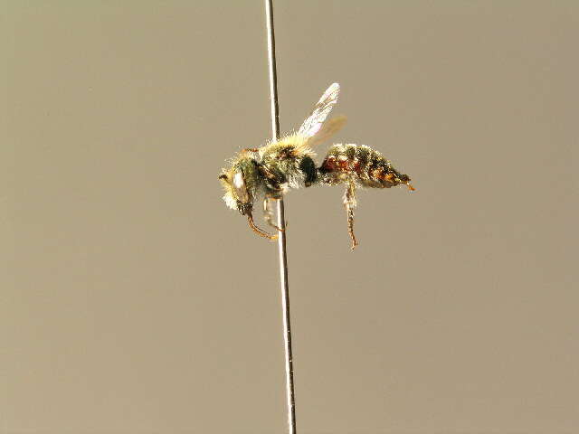 Osmia gallarum Spinola 1808的图像