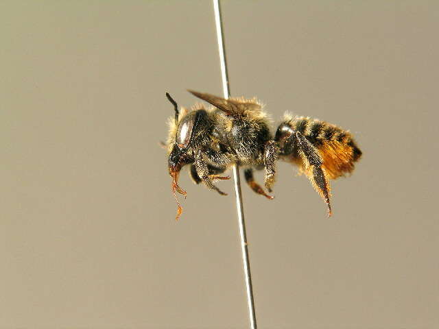 Image of Megachile leaf-cutter bee