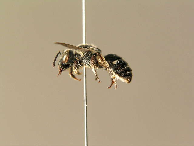 Lasioglossum costulatum (Kriechbaumer 1873)的圖片