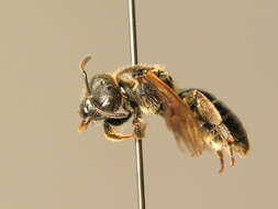 Image of Lasioglossum lativentre (Schenck 1853)