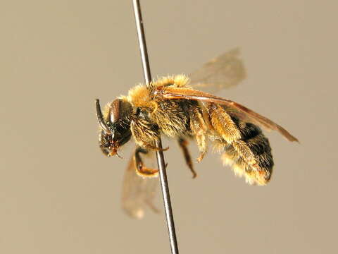 Image of Lasioglossum laevigatum (Kirby 1802)