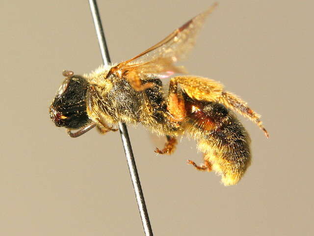 Lasioglossum nigripes (Lepeletier 1841)的圖片