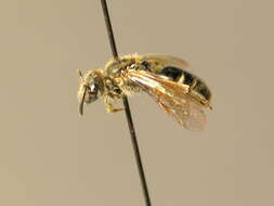 Lasioglossum fulvicorne (Kirby 1802)的圖片