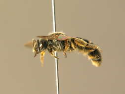 صورة Lasioglossum marginatum (Brullé 1832)