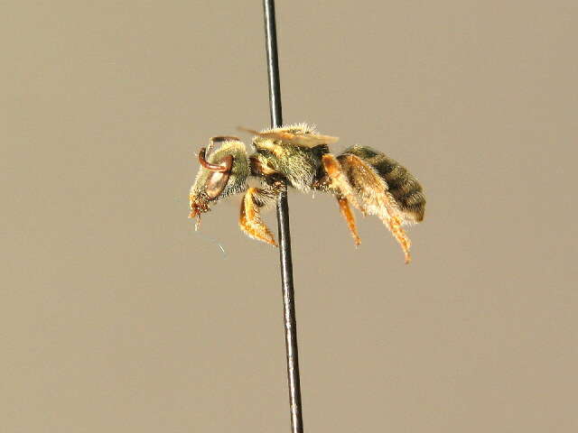 Halictus smaragdulus Vachal 1895的圖片