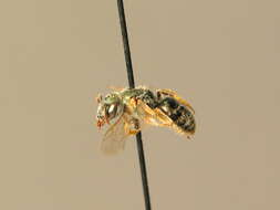 Image of Halictus smaragdulus Vachal 1895