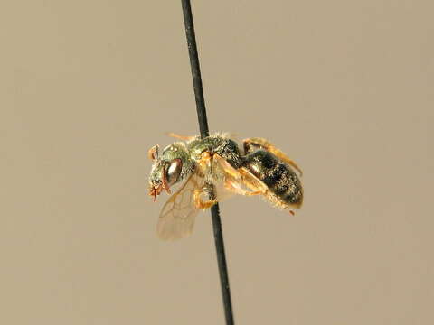 Halictus smaragdulus Vachal 1895的圖片