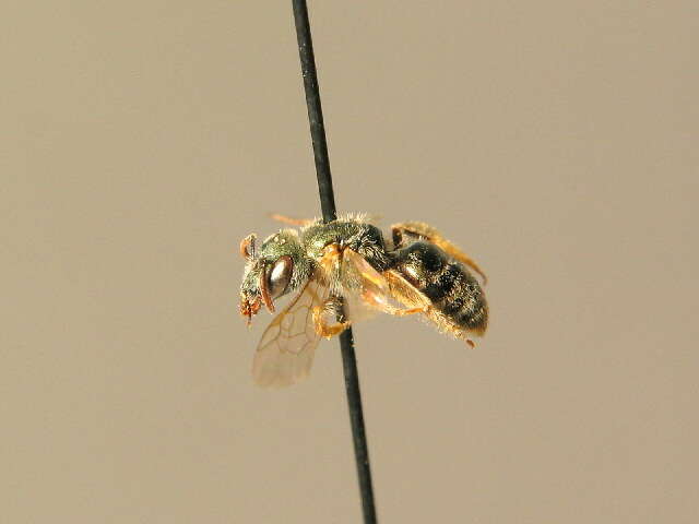 Halictus smaragdulus Vachal 1895的圖片