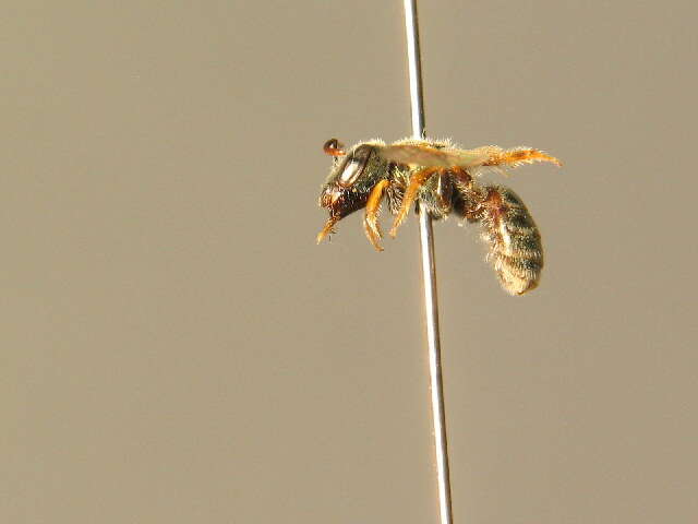 Image of Halictus smaragdulus Vachal 1895