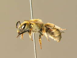 Halictus pollinosus Sichel 1860的圖片