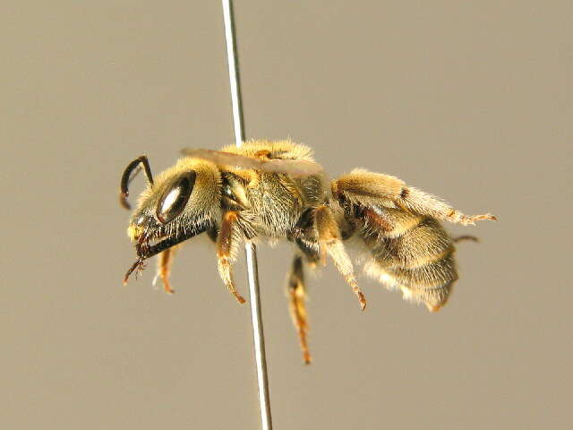 Halictus pollinosus Sichel 1860的圖片