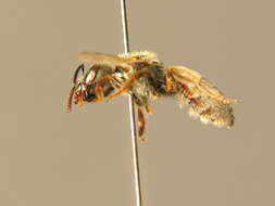 Halictus pollinosus Sichel 1860的圖片