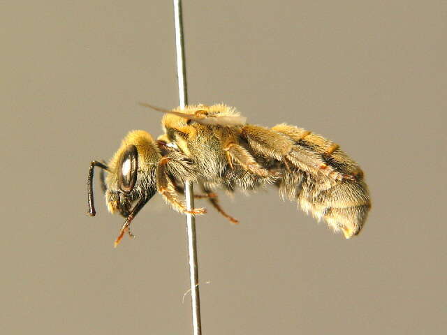 Halictus pollinosus Sichel 1860的圖片